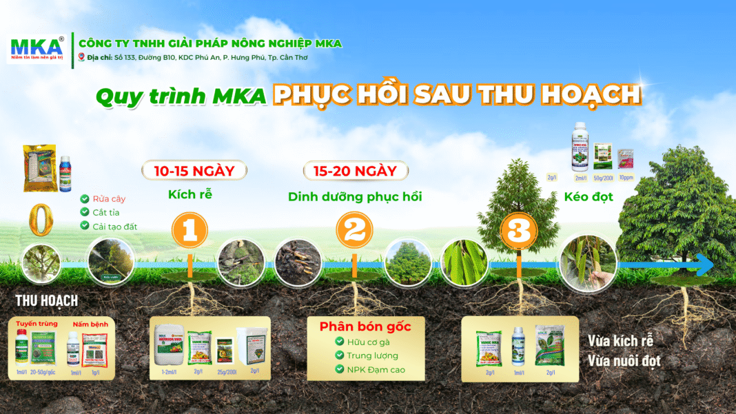 quy trinh phuc hoi sau thu hoach phục hồi cây sau thu hoạch MKA