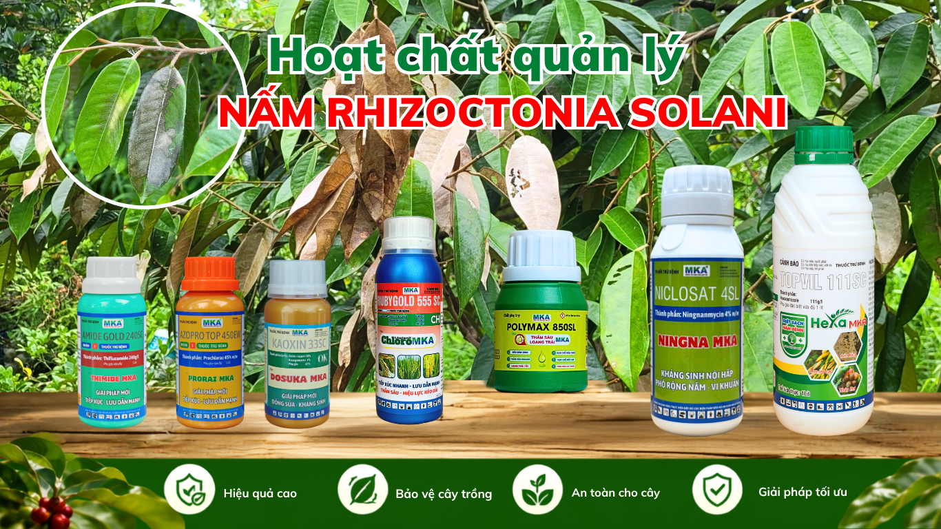 Nấm Rhizoctonia solani